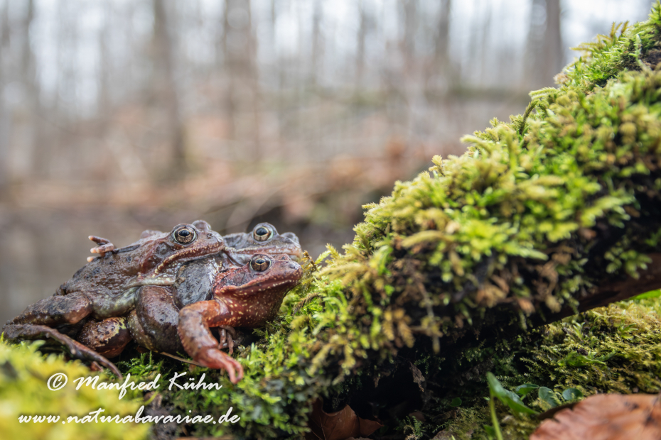 Grasfrosch ()_0002
