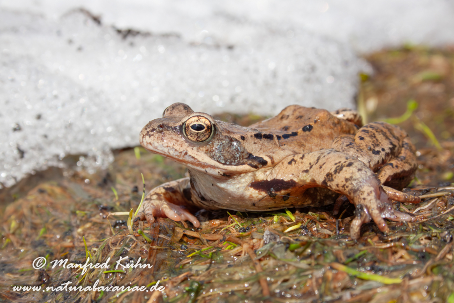 Grasfrosch ()_0004