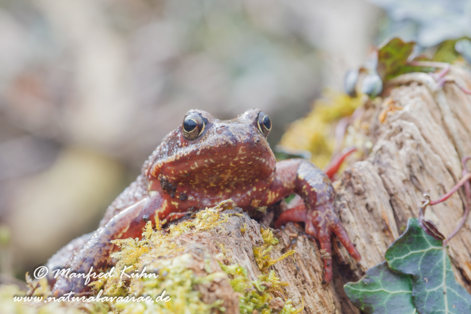 Grasfrosch ()_0006
