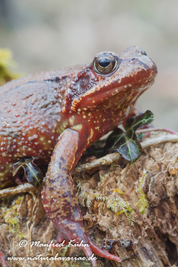 Grasfrosch ()_0009