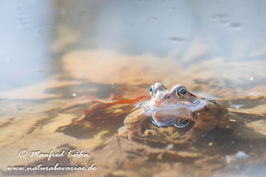 Grasfrosch ()_0011