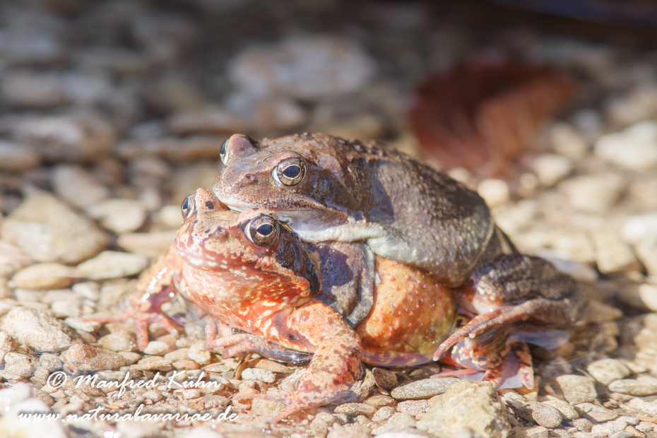 Grasfrosch ()_0016