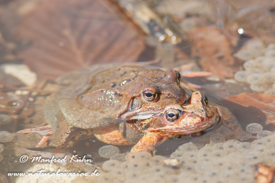 Grasfrosch ()_0018
