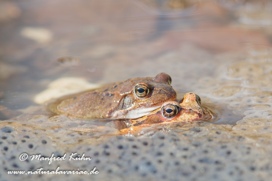 Grasfrosch ()_0020