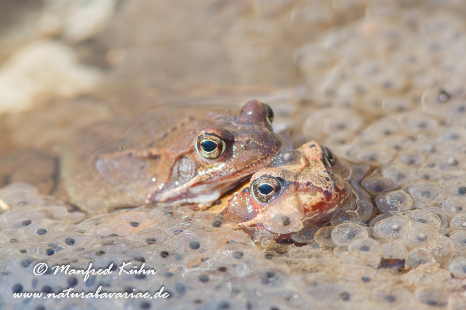Grasfrosch ()_0022