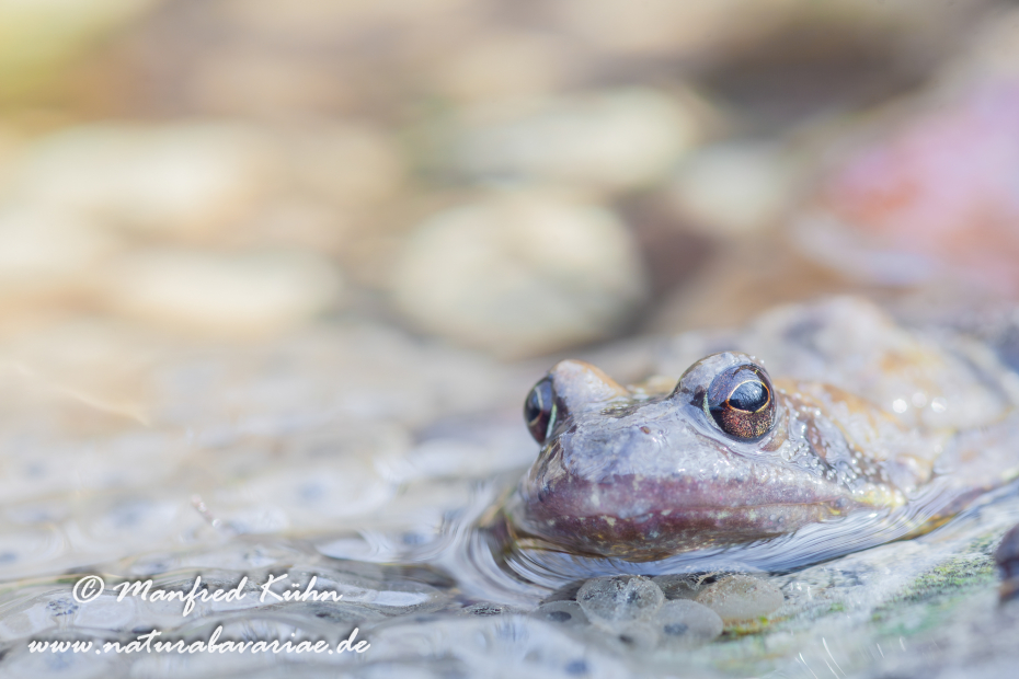 Grasfrosch ()_0023
