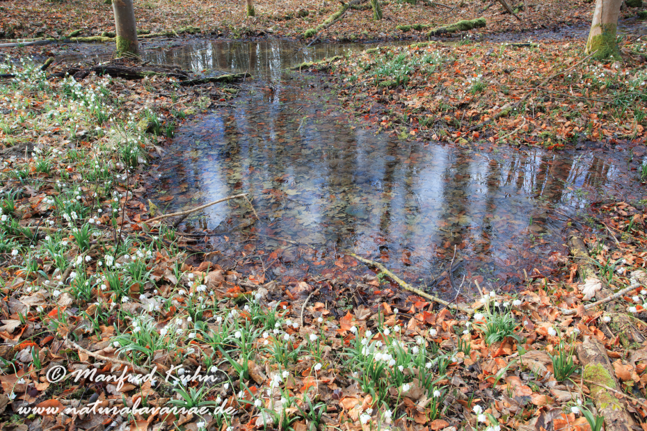 Grasfrosch ()_0032