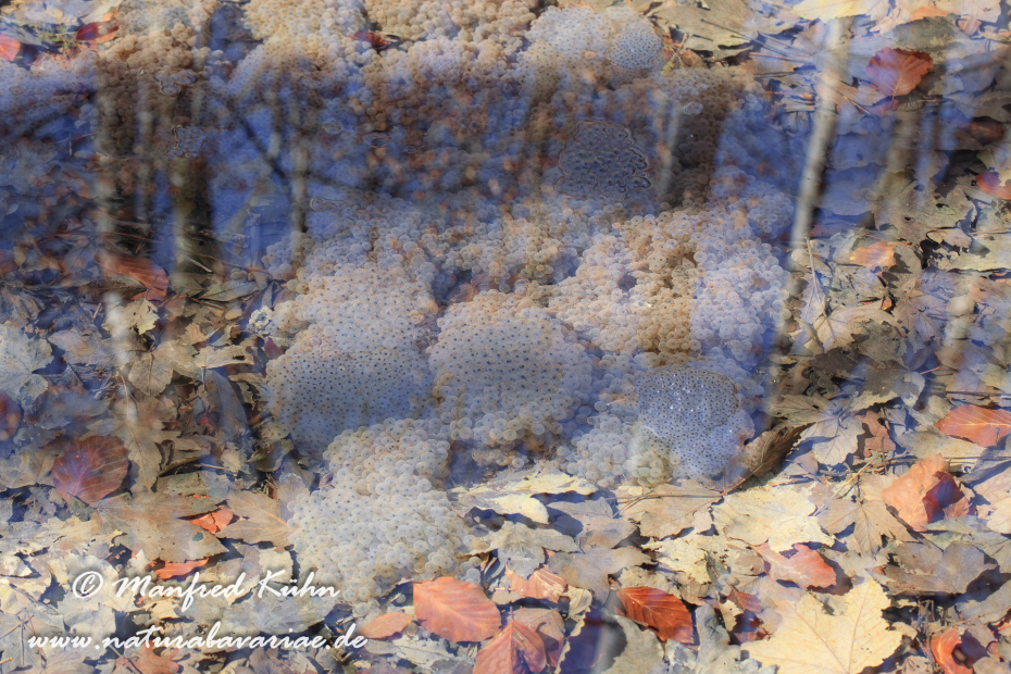 Grasfrosch ()_0033