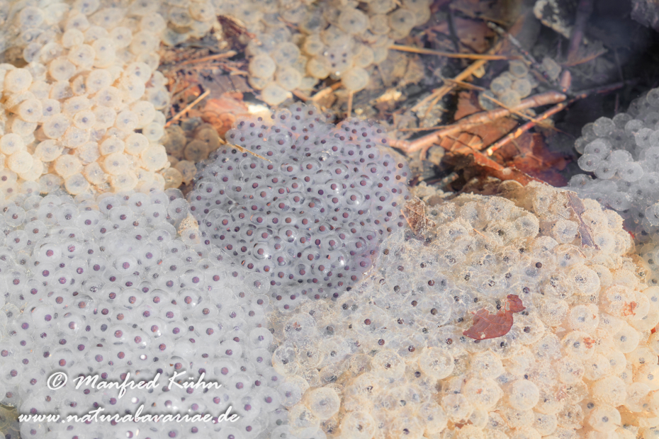 Grasfrosch ()_0036