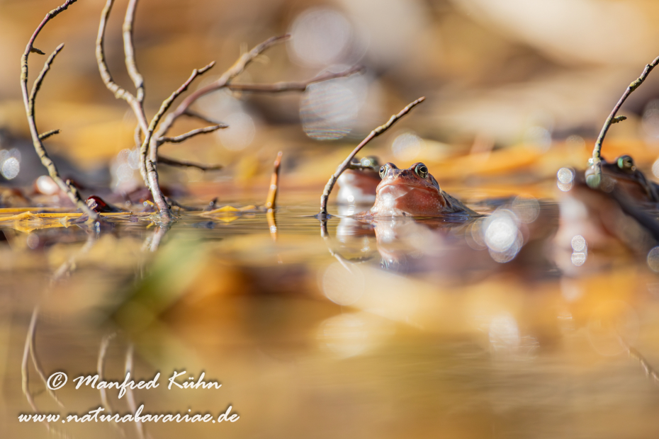 Grasfrosch ()_0080