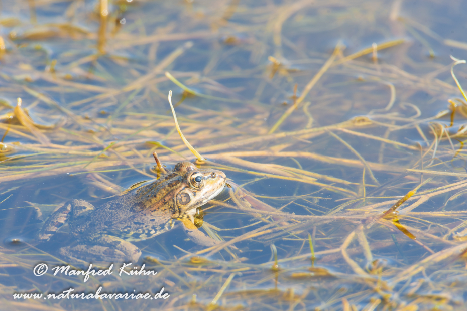 Wasserfrosch (Iberischer)_0001