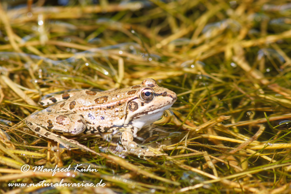Wasserfrosch (Iberischer)_0005