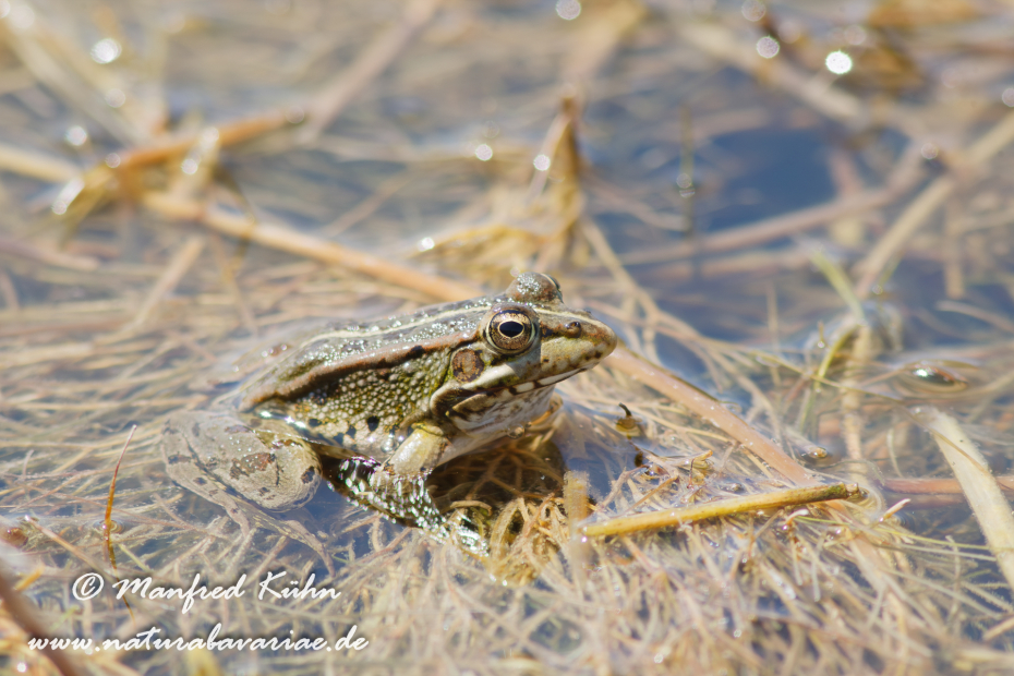 Wasserfrosch (Iberischer)_0007
