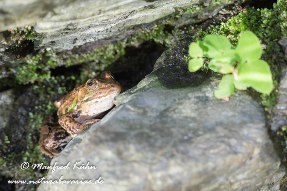 Wasserfrosch (Italienischer)_0005