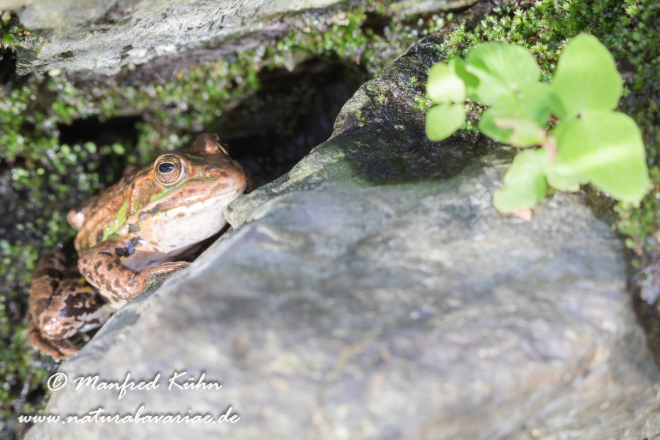 Wasserfrosch (Italienischer)_0007