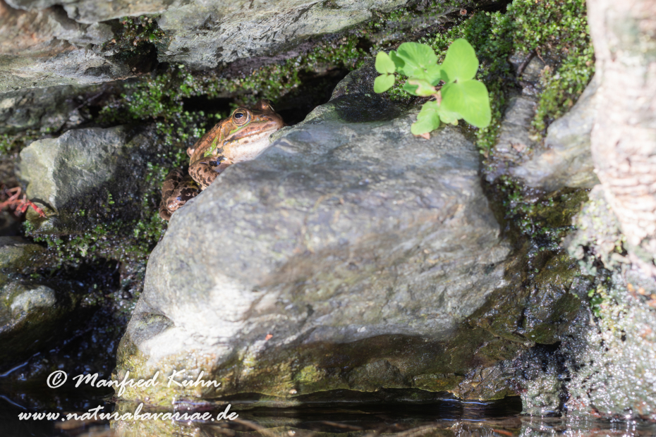 Wasserfrosch (Italienischer)_0008