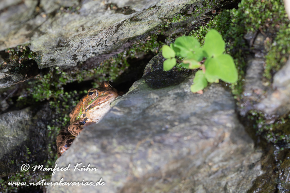 Wasserfrosch (Italienischer)_0011