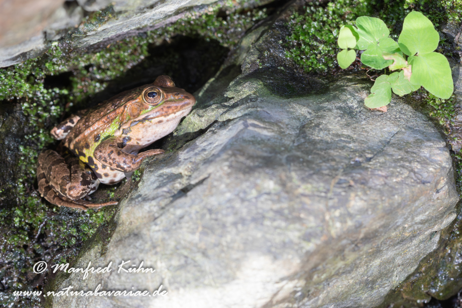 Wasserfrosch (Italienischer)_0014
