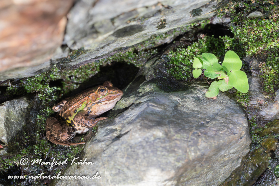 Wasserfrosch (Italienischer)_0015