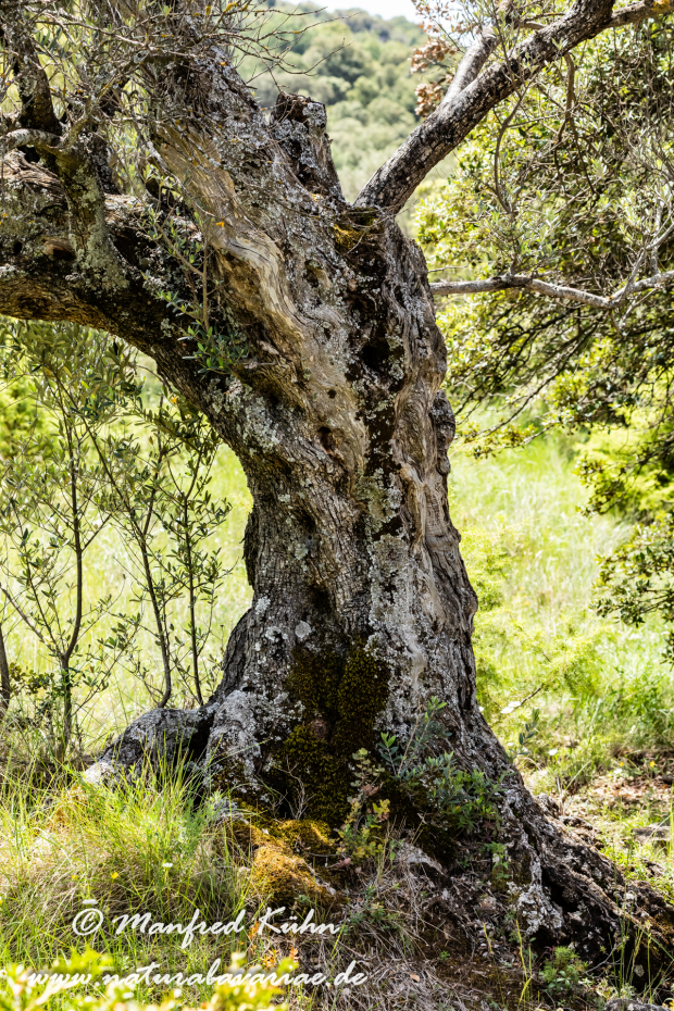 Sierra de Guara (Spanien)_0078