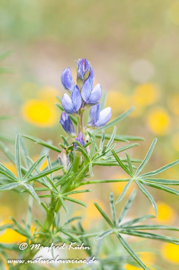 Lupine (Schmalblättrige)_0003