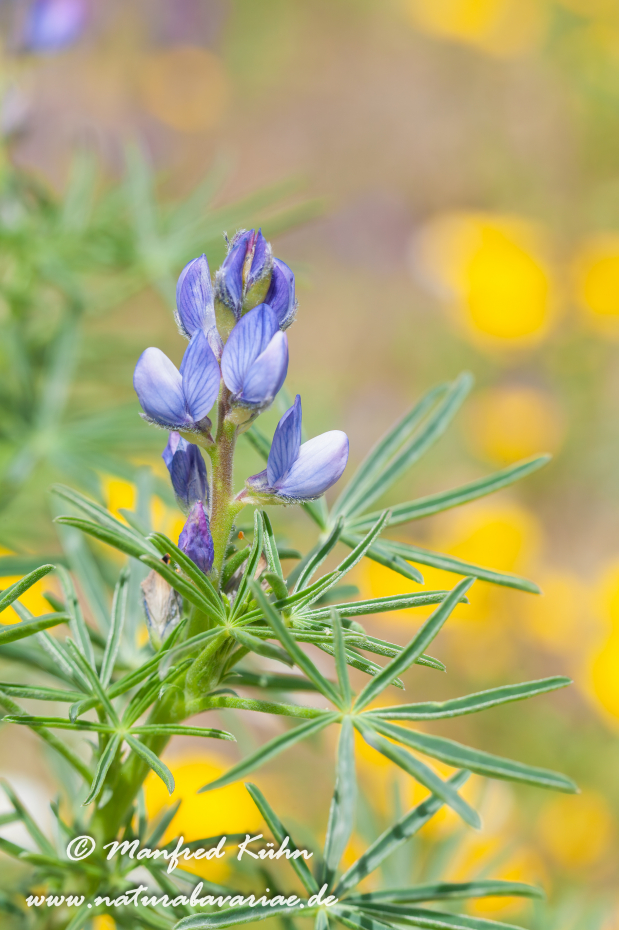 Lupine (Schmalblättrige)_0006