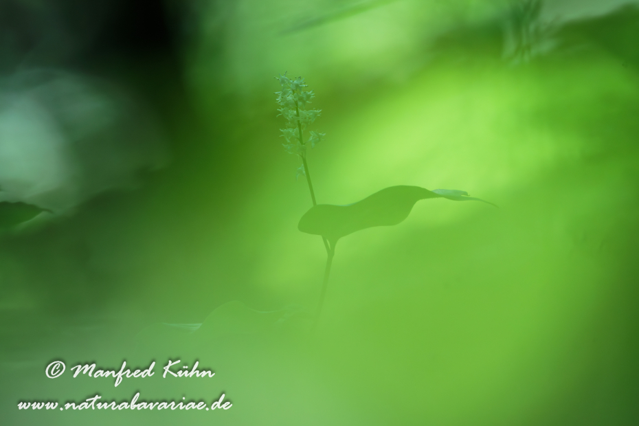 Schattenblume (Zweiblättrige)_0010
