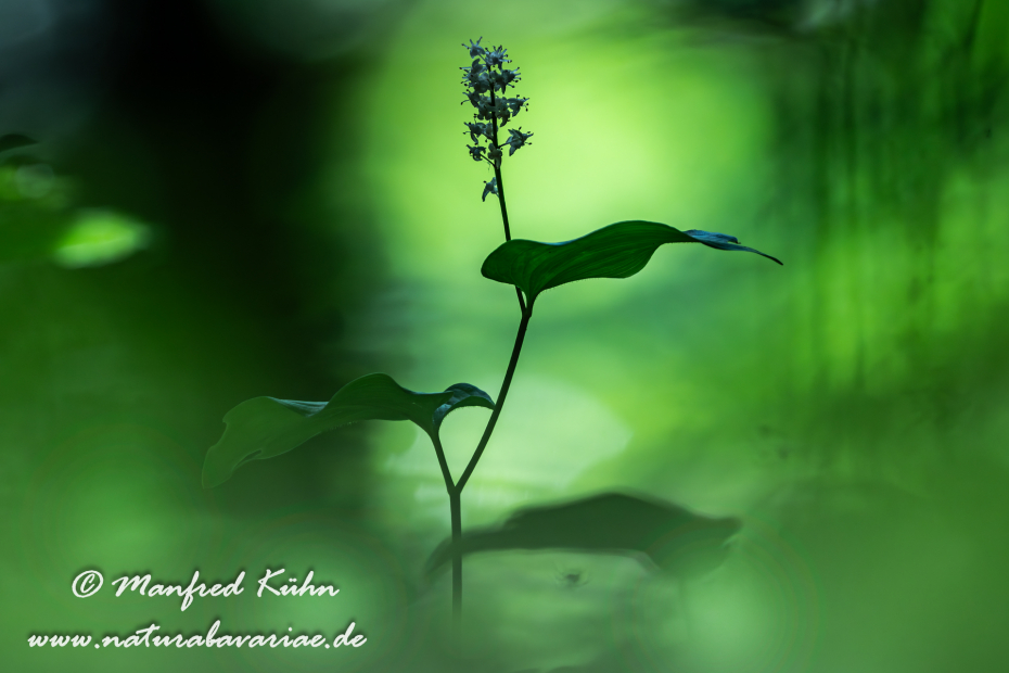 Schattenblume (Zweiblättrige)_0011