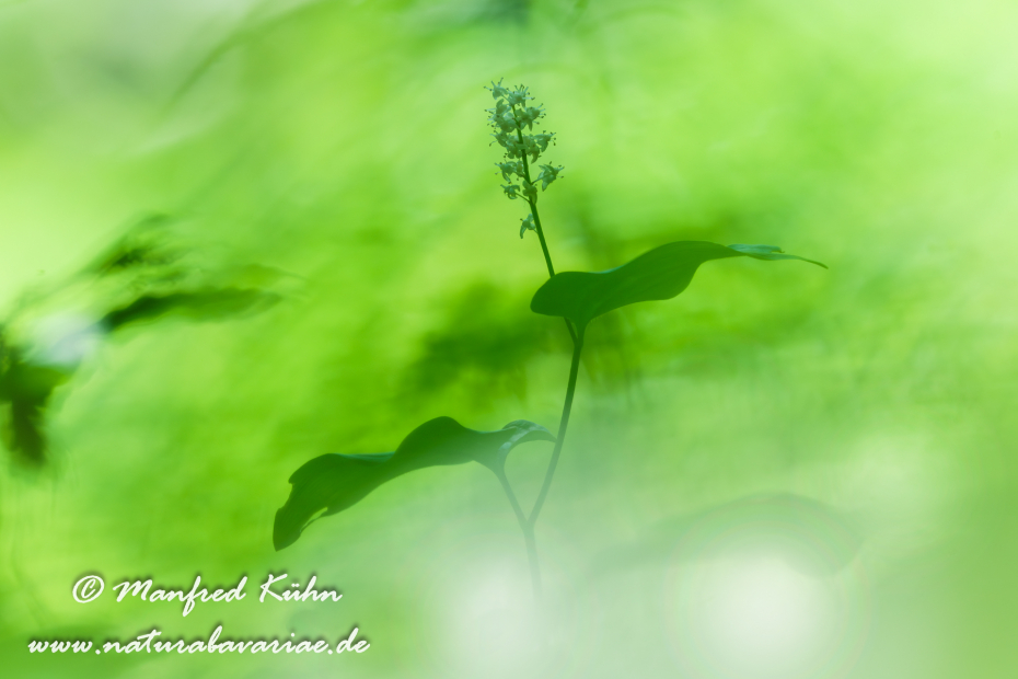 Schattenblume (Zweiblättrige)_0014