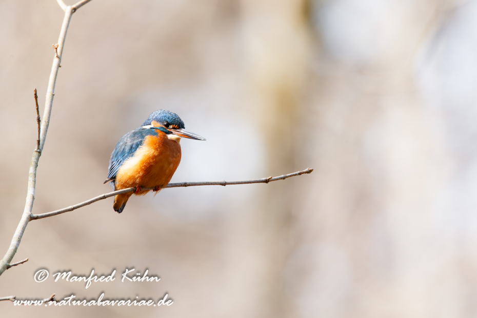 Eisvogel ()_0011