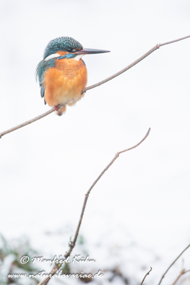 Eisvogel ()_0024