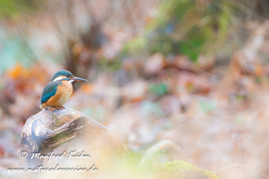 Eisvogel ()_0040