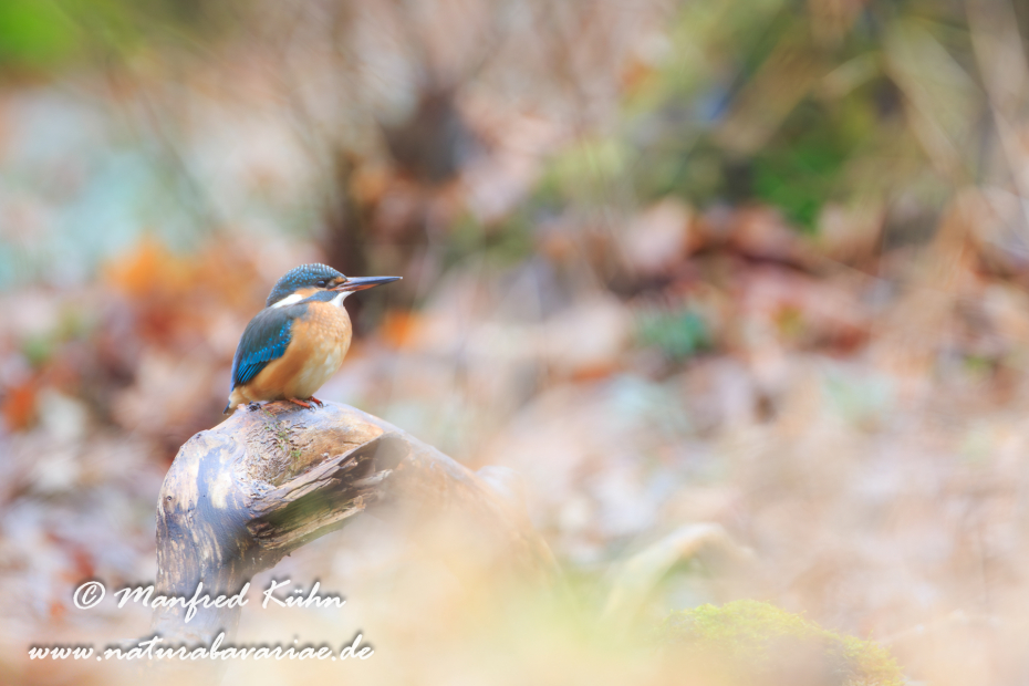 Eisvogel ()_0042