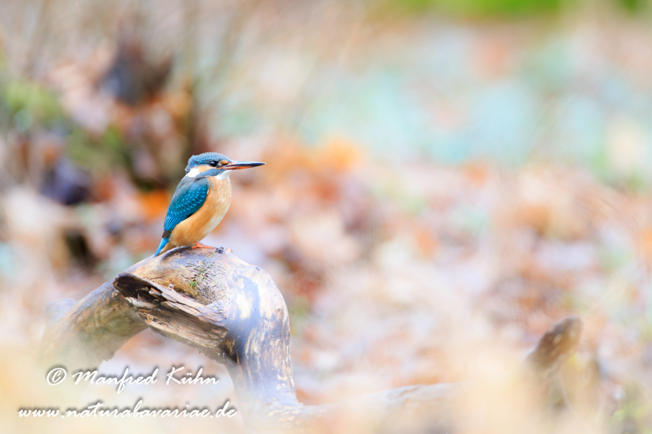 Eisvogel ()_0043