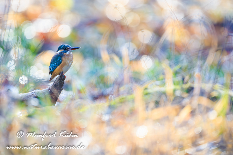 Eisvogel ()_0057