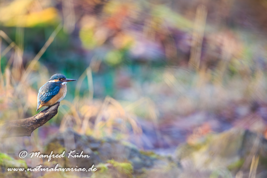 Eisvogel ()_0060