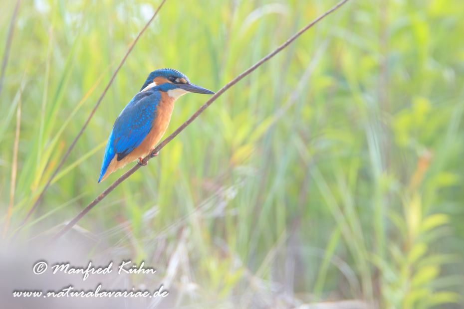 Eisvogel ()_0070
