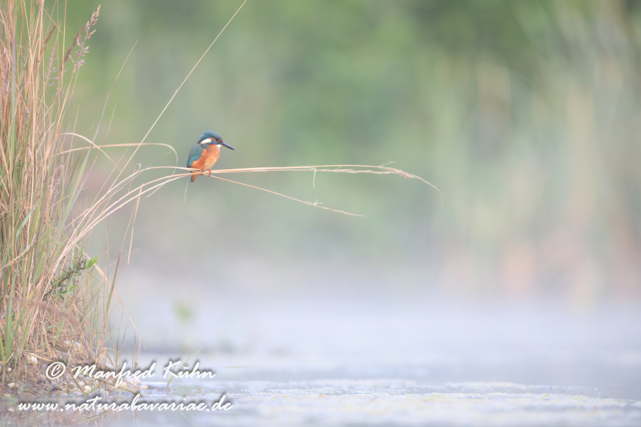 Eisvogel ()_0081
