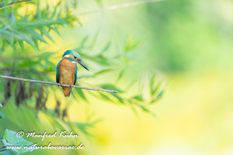 Eisvogel ()_0168