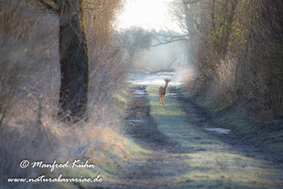Amper_Winter (BAY_LKR_DAH)_0043