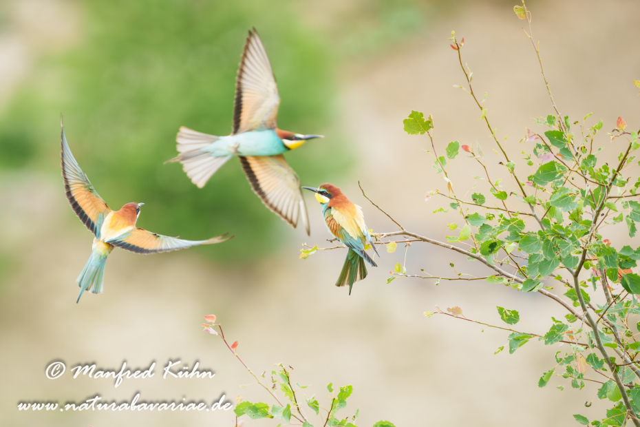 Bienenfresser ()_0028