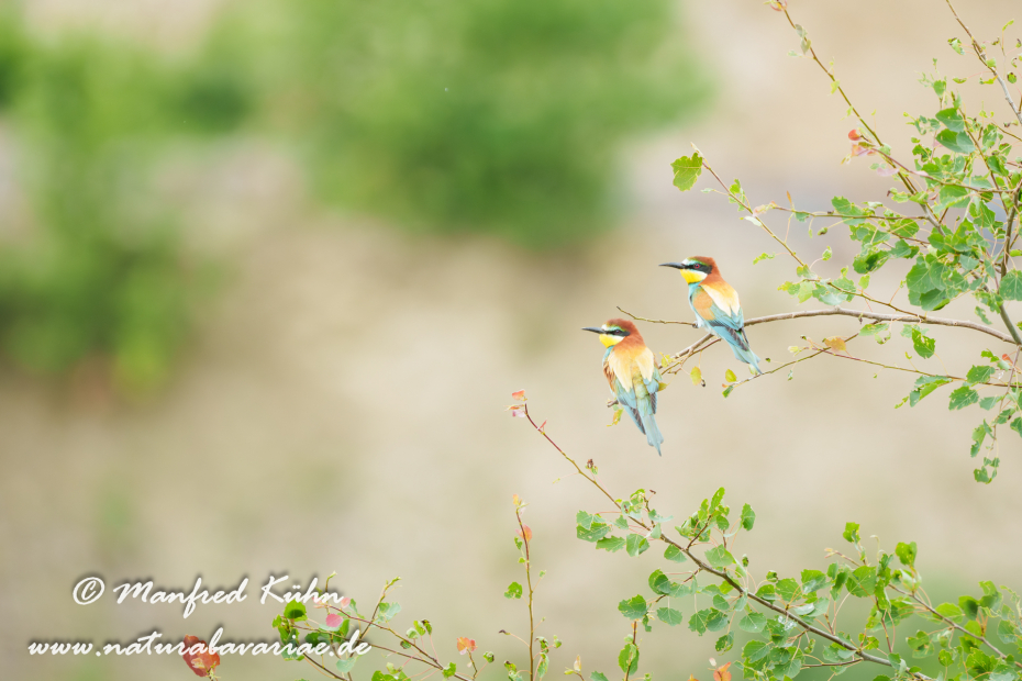 Bienenfresser ()_0033
