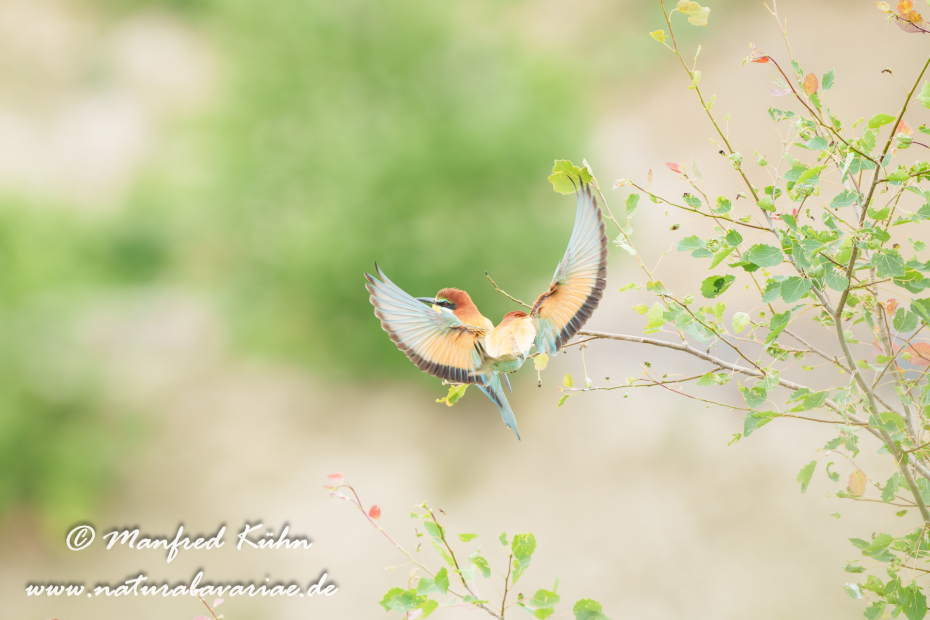 Bienenfresser ()_0036
