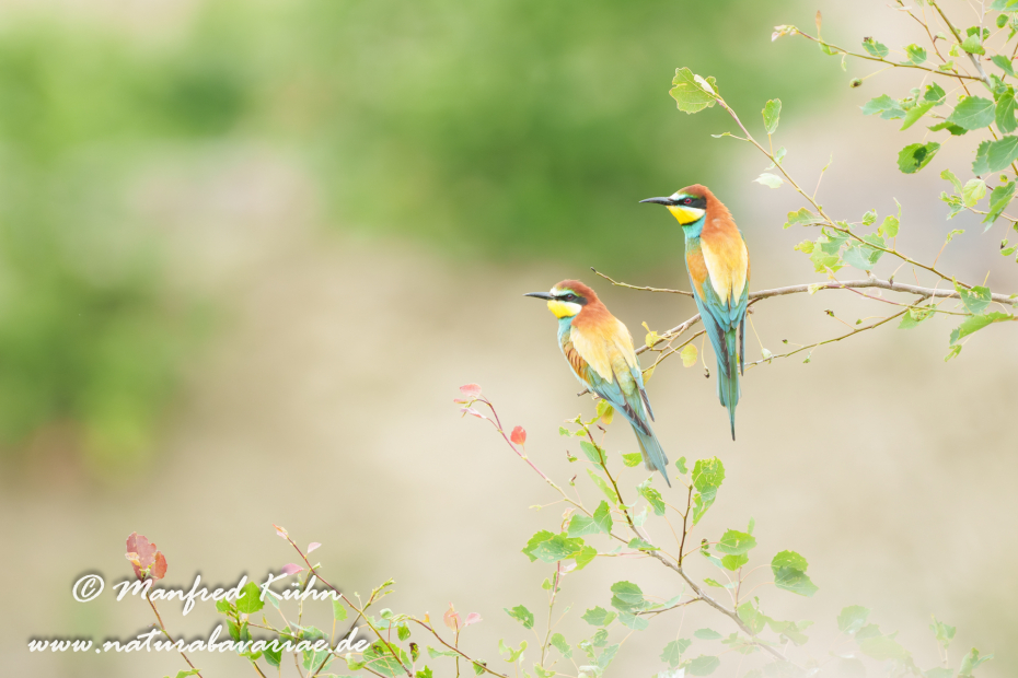 Bienenfresser ()_0041