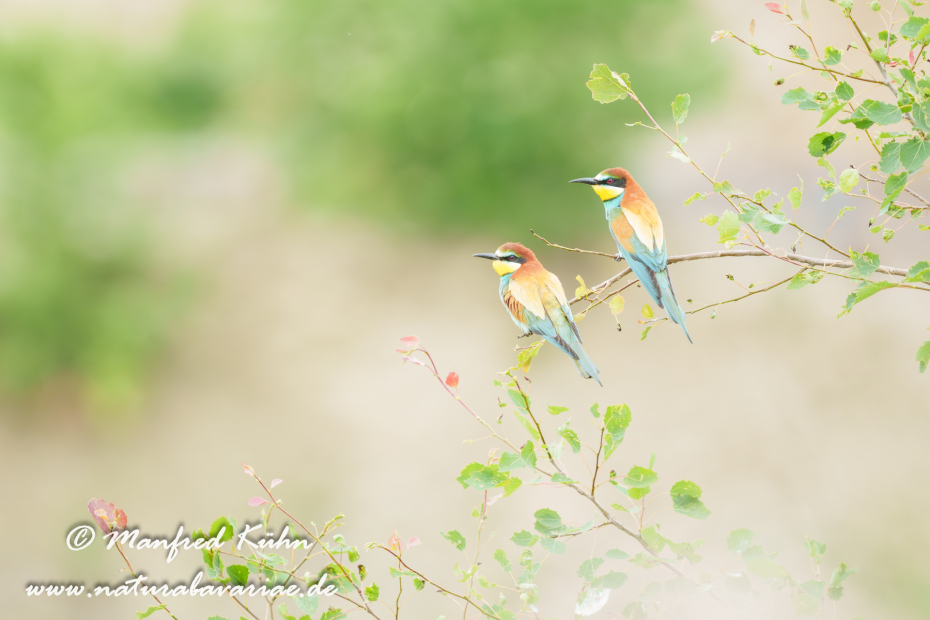Bienenfresser ()_0042