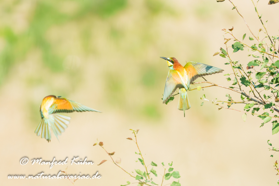 Bienenfresser ()_0061