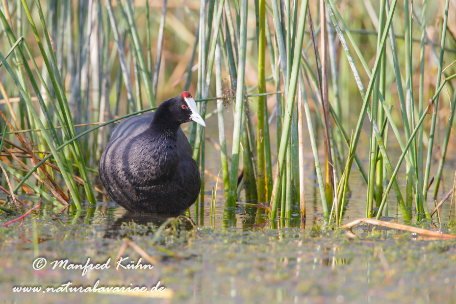 Kammbläßhuhn ()_0033