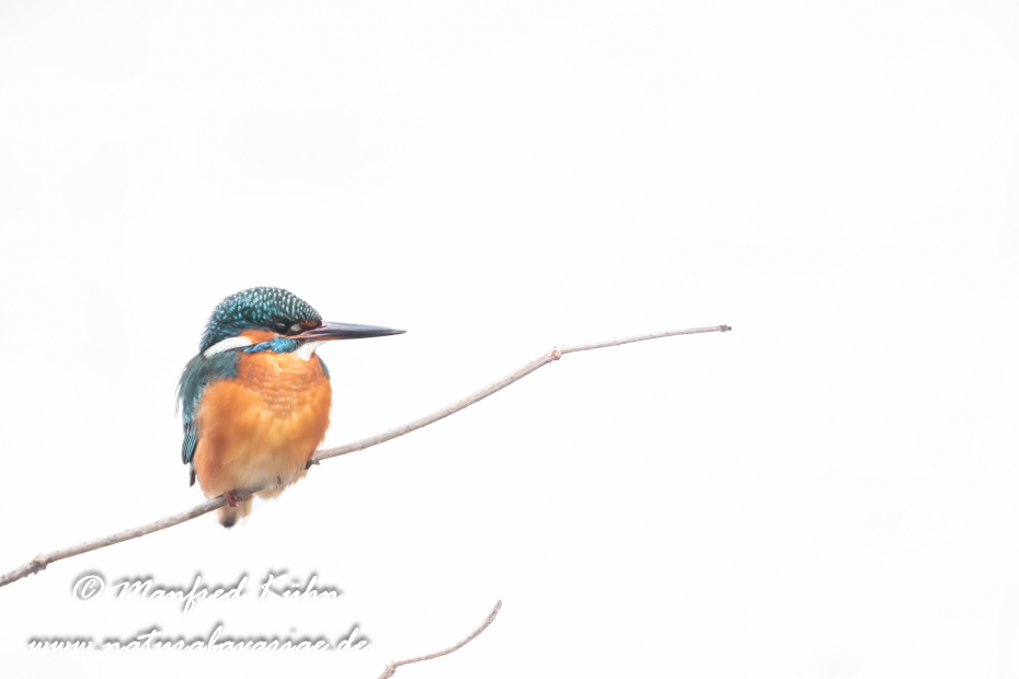Eisvogel ()_0019