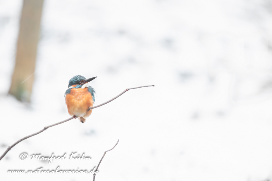 Eisvogel ()_0026