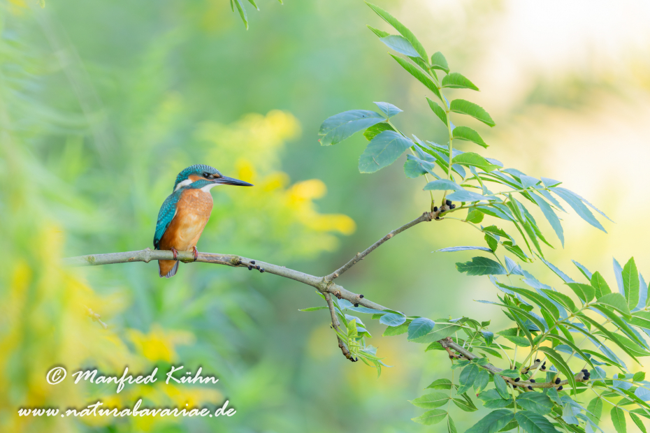 Eisvogel ()_0242